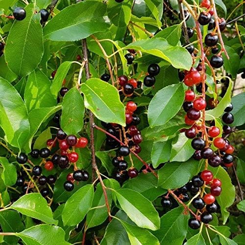 Black Cherry Tree Seedlings for Planting - No Ship to California