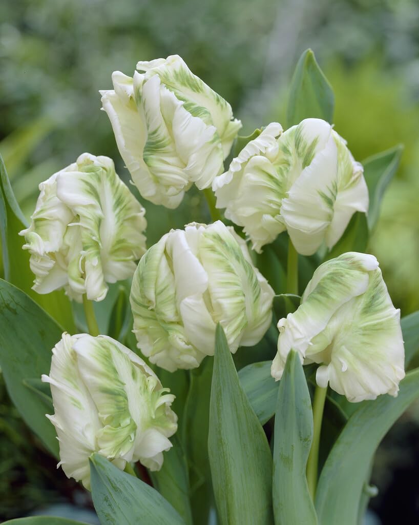 10 Super Parrot Tulip Bulbs for Planting - Easy to Grow Perennial Flowers