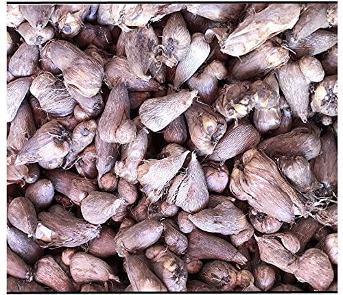 Mixed Freesia Bulbs Freesia Bulbs for Planting Double Spring Planting Indoors Freesia Bulbs for Spring Planting