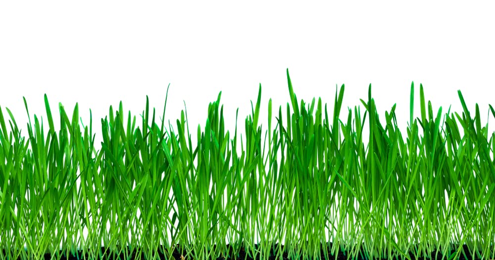 10 Lbs No-Till Winter Rye Cover Crop Seeds - Non-GMO Rye - Deer & Turkey Food Plot Seed - Winter Hardy Cover Crop