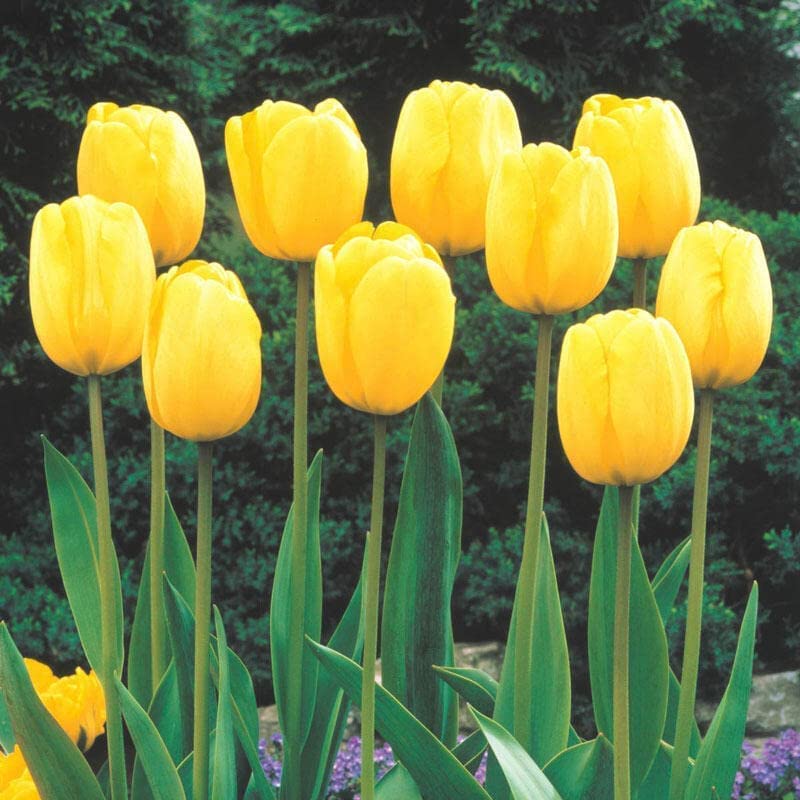 Yellow Tulip Bulb for Planting - Ships from Iowa, USA - Stunning Pure Yellow, Vibrant and Bright