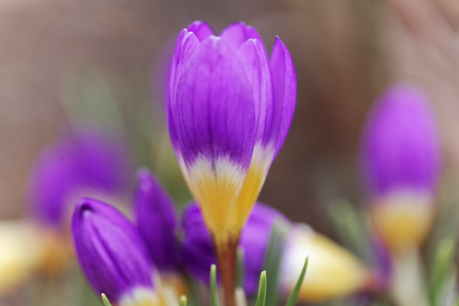 Tricolor Crocus Bulbs for Planting (20 Bulbs)
