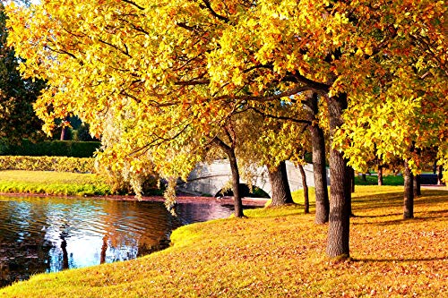 Sugar Maple Tree Seeds for Planting - 20+Seeds to Grow - Vibrant Yellow Fall Leaves - Acer Saccharum