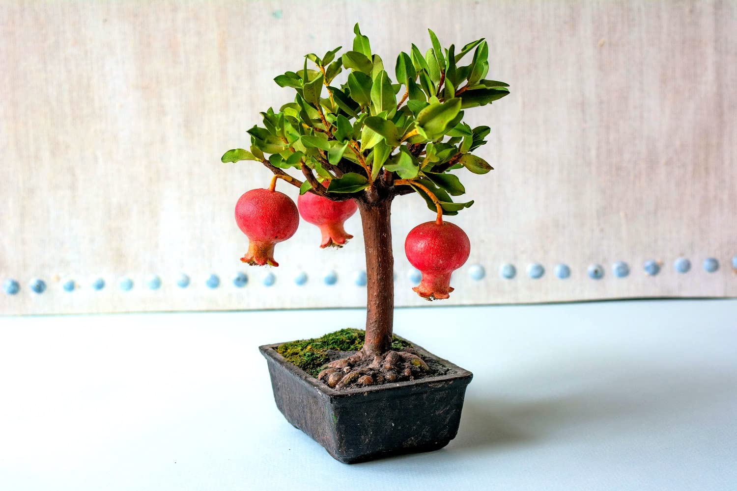 Dwarf Pomegranate Bonsai Seeds - 25 Seeds to Grow - Highly Prized Edible Fruit Bonsai - Made in USA, Ships from Iowa