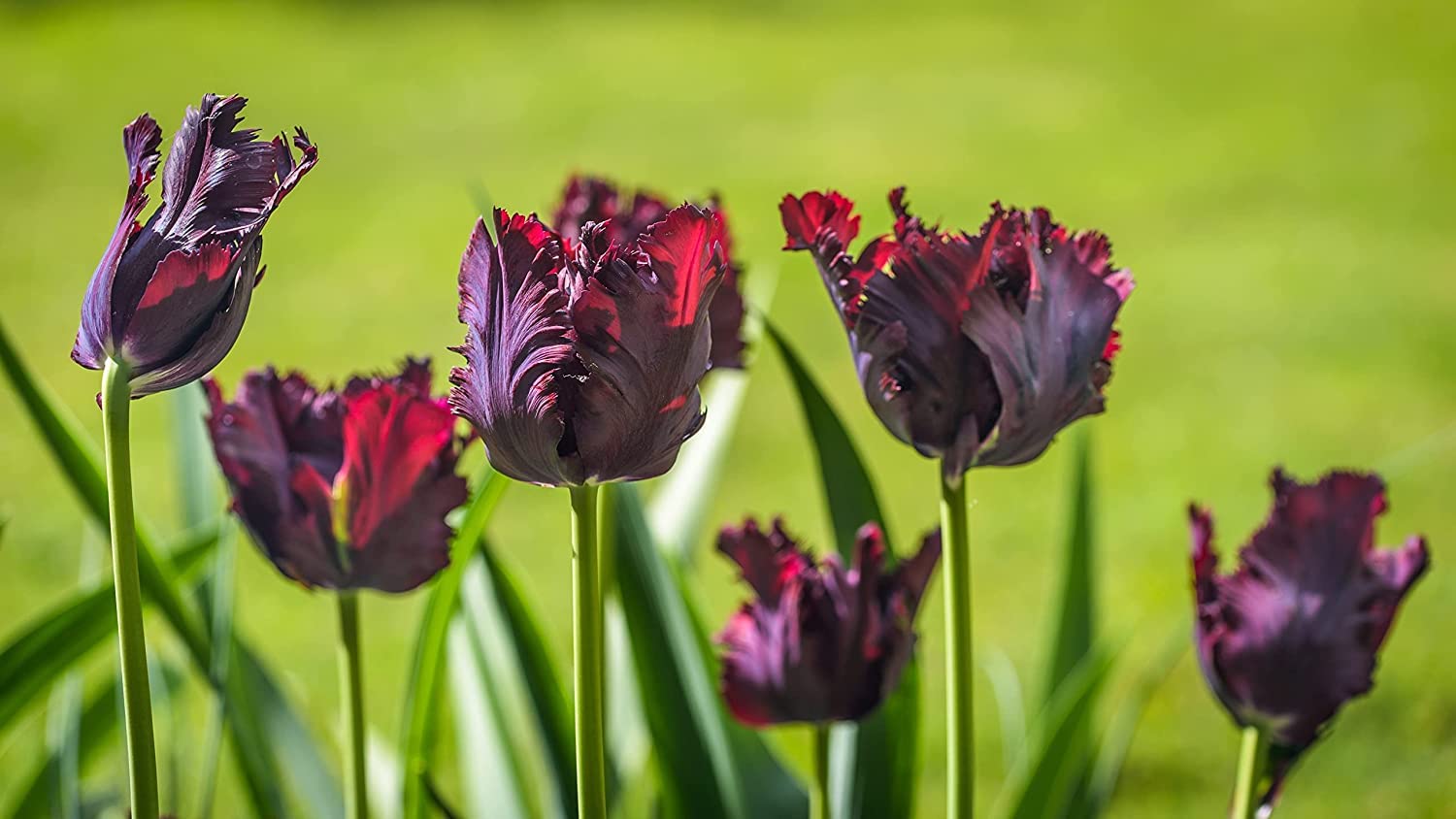 Black Parrot Tulip Bulbs for Planting - Black Fringed Tulips - Ships from Iowa, USA