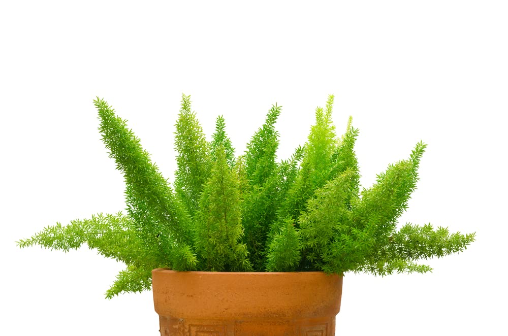 6 Asparagus Fern Seeds - Asparagus densiflorus Meyeri - Great Indoor Plant or Annual Garden Plant