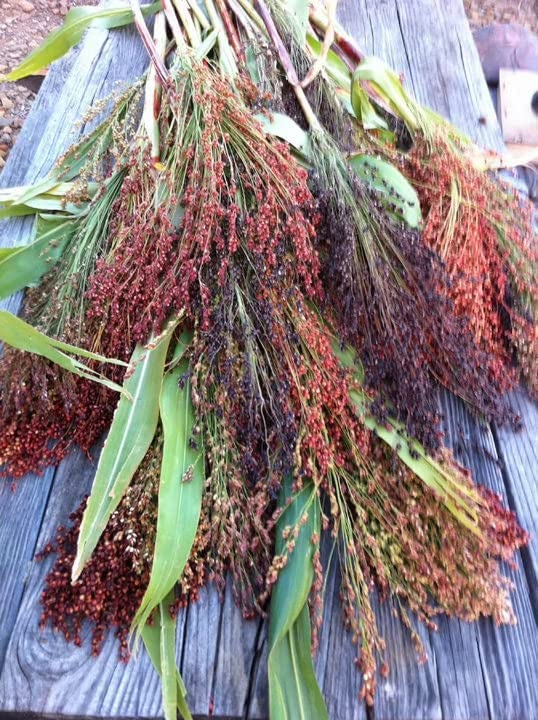 Rainbow Colors Broom Corn Seeds - 125+ Count Packet - Sorghum Bicolor Mixed Colors Mulicolor Millet Fall Decoration Flower!