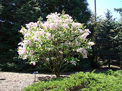 Early White Lilac Seeds for Planting | 50+ Seeds | Highly Prized for Bonsai, Fragrant White Flowers