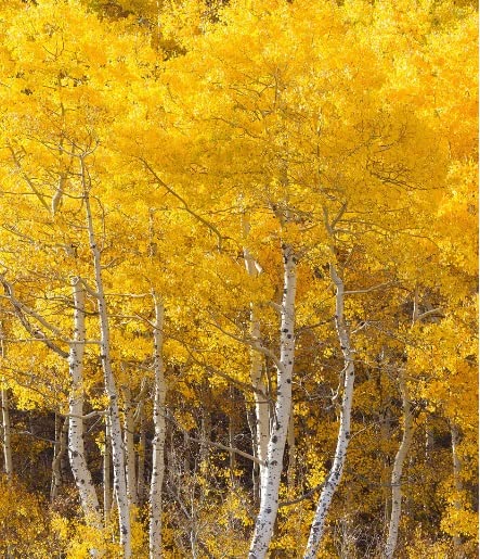Quaking Aspen Tree Seedlings for Planting - Populus tremuloides - Live Tree Plants - No Ship to California