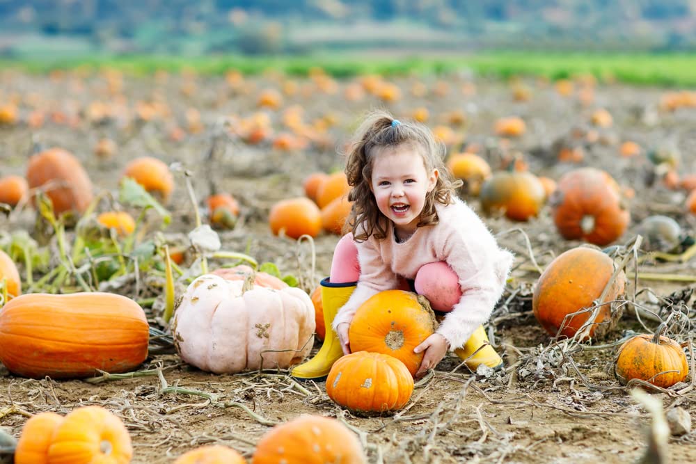 Pumpkin Patch Seeds Kit - 30 Seeds to Grow - Make Money Selling Pumpkins and Gourds - One Bag of Mixed Seeds