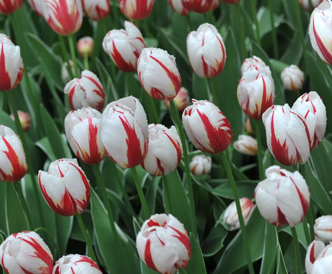 10 Fresh Carnaval del Rio Tulip Bulbs for Planting - Easy to Grow - Made in USA, Ships from Iowa