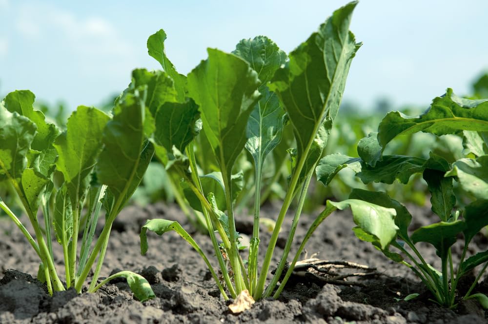 Bulk Daikon Radish Seeds for Food Plot or Cover Crop - Chinese, Japanese, or Oriental Radish - Easy to Grow