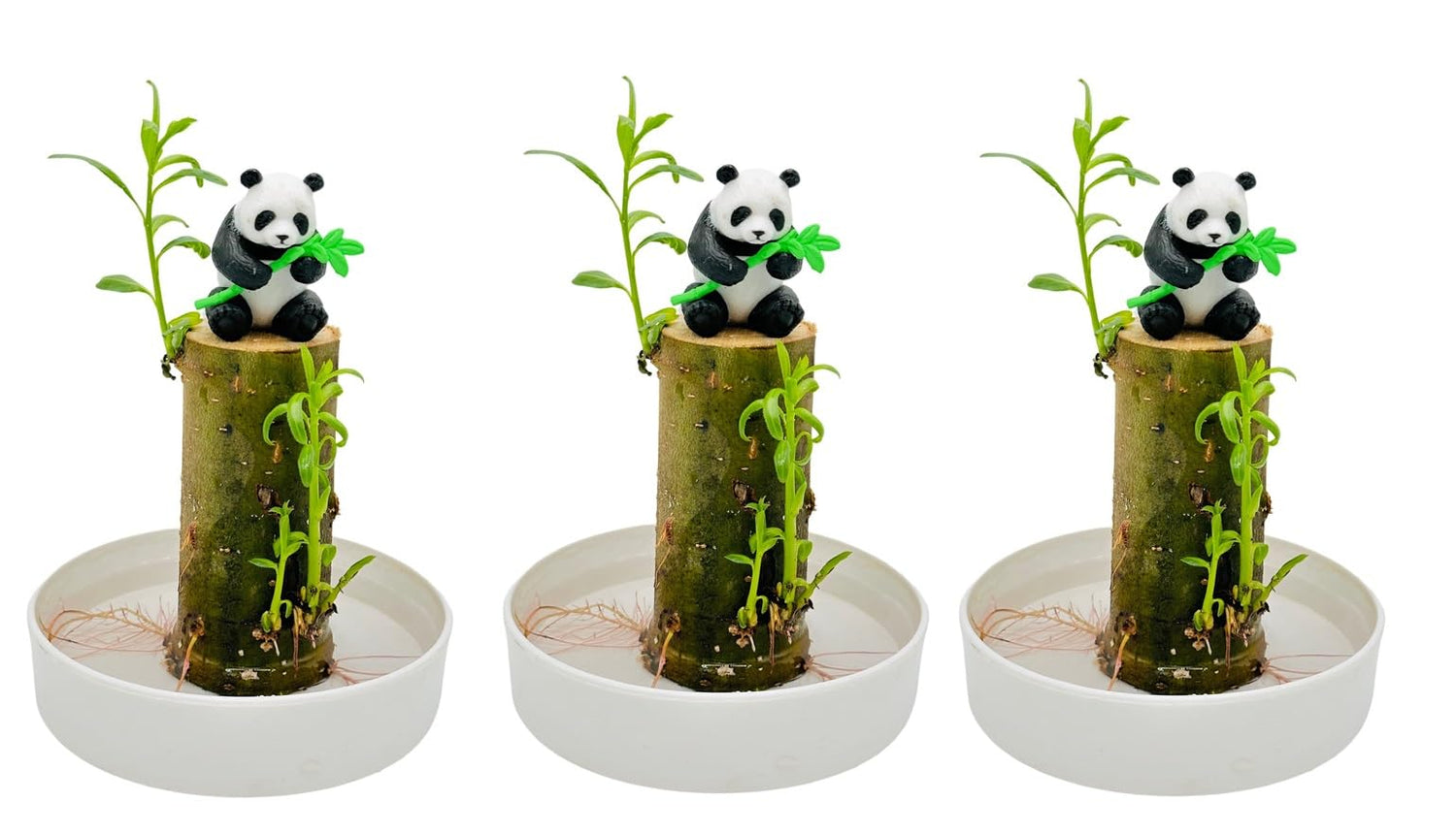 3 Pack - Lucky Money Desktop Tree with Water Trays and Panda Figurines - Lucky Willow Wood Cuttings, Great for Desk or Counter Top or Window - Brings Luck and Joy to Your Office or Home - Great Gift