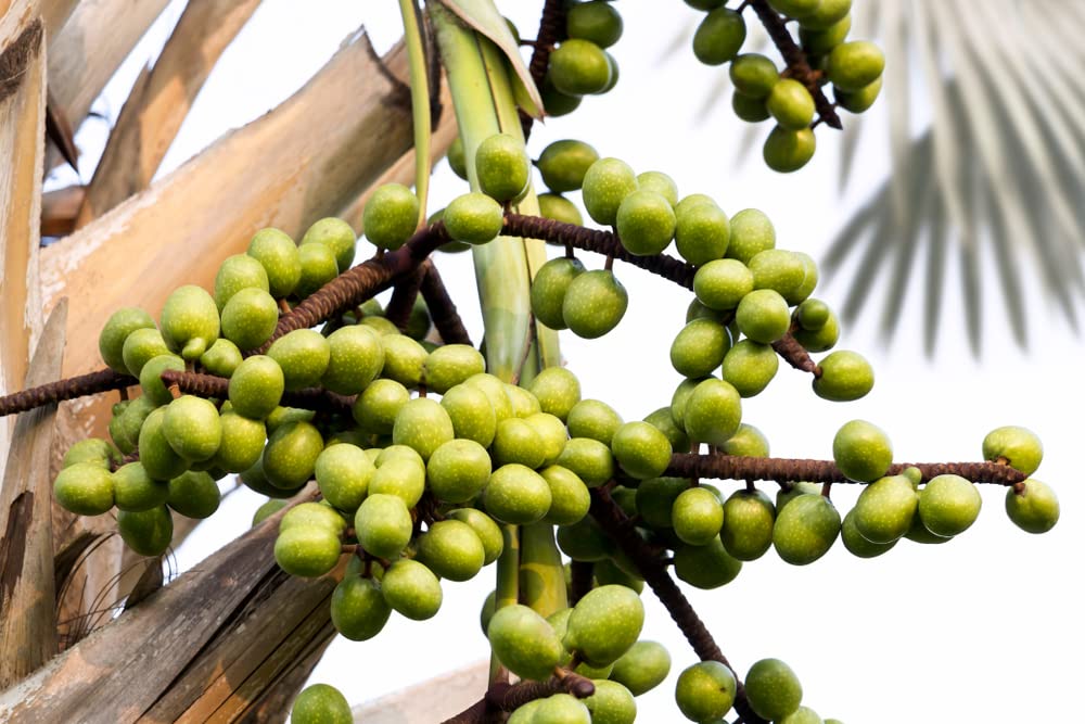 Palmetto Tree Seeds for Planting - 10 Seeds - Sabal palmetto