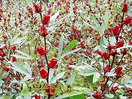 50 Jamaican Sorrel Seeds, Florida Cranberry, Indian Roselle, Hibiscus Sabdariffa