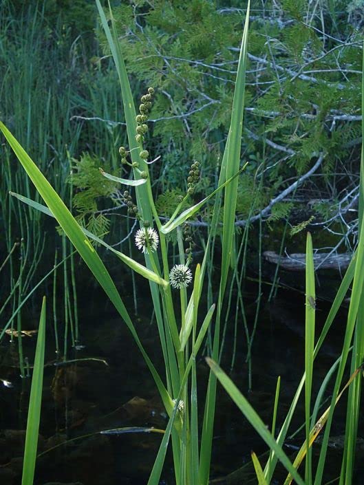 American Bur Reed Seeds for Planting (50 Seeds) - Sparganium americanum