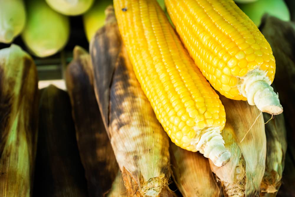 Roastin Ears Sweet Corns Seeds for Planting - Grow Bantam Gold Sweet Corn - Ships from Iowa, USA