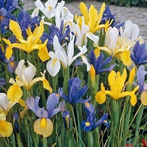 25 Dutch Iris Mix bulbs, Summer Sky - shipping !