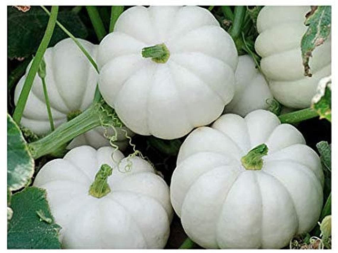 10 Mini White Pumpkin Seeds