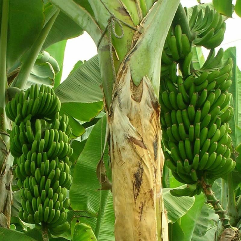 Wild Banana Tree Seeds for Planting - 10 Seeds - Musa acuminata