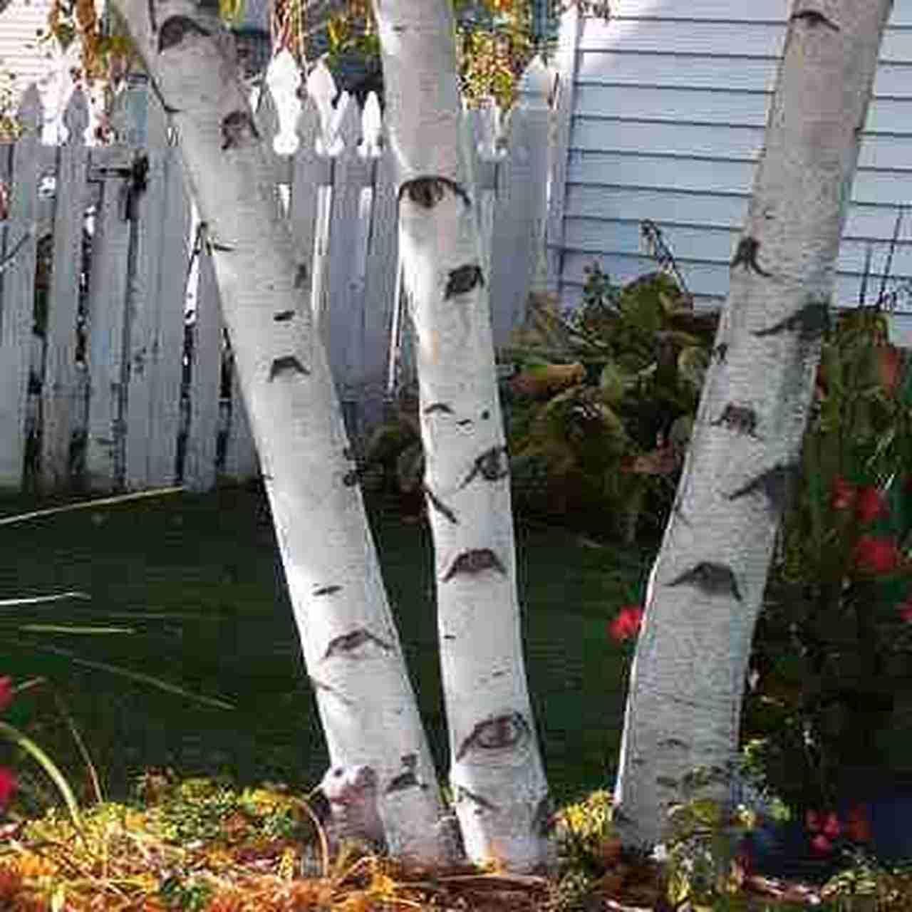3 White Paper Birch Seedlings for Planting - Betula papyrifera - Stunning White Bark