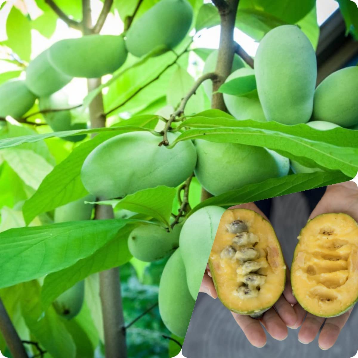 Paw paw Tree Seeds for Planting | 10 Seeds | Edible Fruit Tree. Fun and Easy to Grow Your Own Food, Exotic Pawpaw Tree Seeds