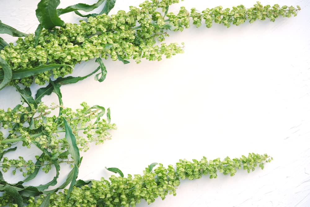 Curly Dock Seeds for Planting (50 Seeds) - Rumex crispus, Great for Bouquet or Garden Color