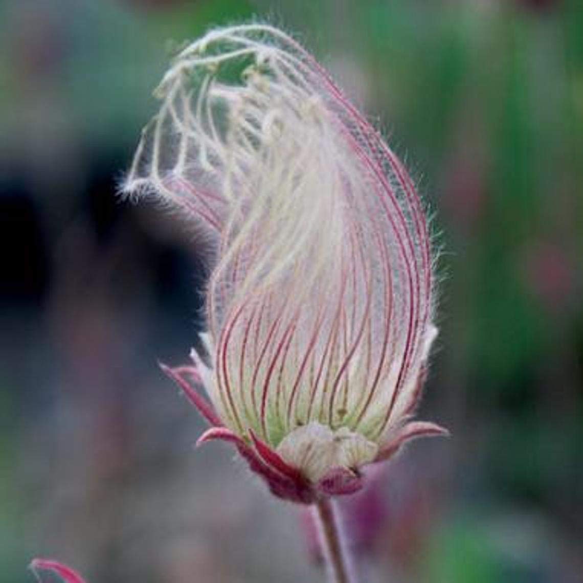 50 Prairie Smoke Seeds | Ships from Iowa. Rare and Hard to Find Geum triflorum Seeds