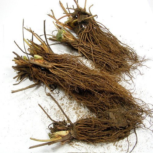 Honeoye Strawberry 10 Bare Root Plants - Extremely Hardy June-Bearing