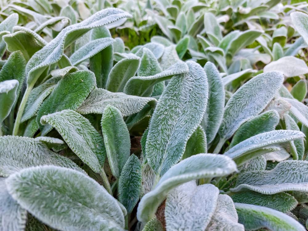 Lamb's Ear Byzantina- 100+ Seeds - Made in USA, Ships from Iowa - (Stachys Byzantina Lanata)