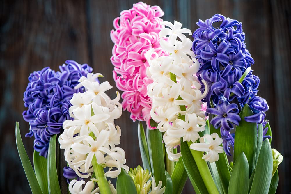 5 Mixed Giant Hyacinth Bulbs for Planting - Fragrant and Colorful, Great for Cut Flowers