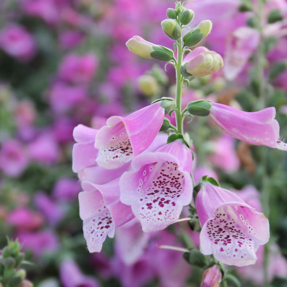 Beautiful Mixed Foxglove 100 Seeds! Comb.