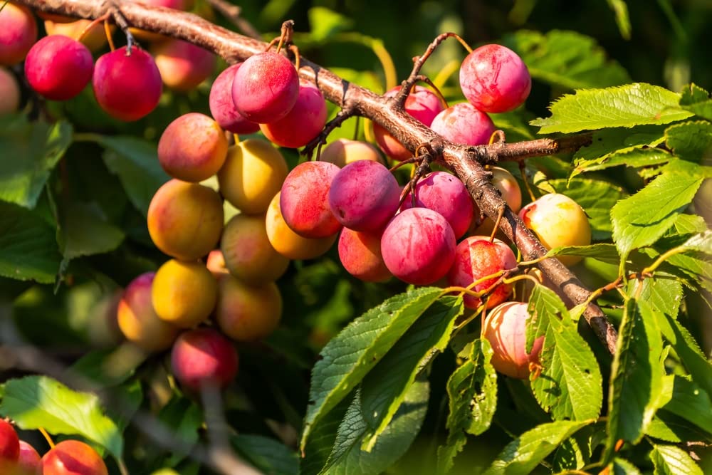 American Plum Tree Seedlings for Planting - Prunus Americana - No California