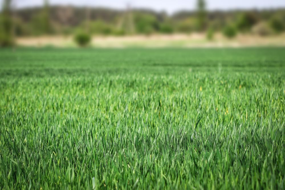 No-Till Winter Rye Seeds - 5 Lbs - Non-GMO Rye Grain Cover Crop Seeds