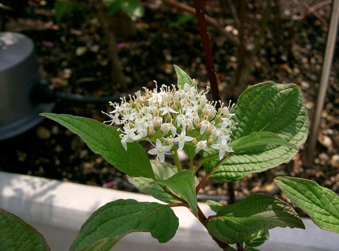 Siberian Dogwood Seeds for Planting (50 Seeds) - Cornus alba, Tatarian Dogwood