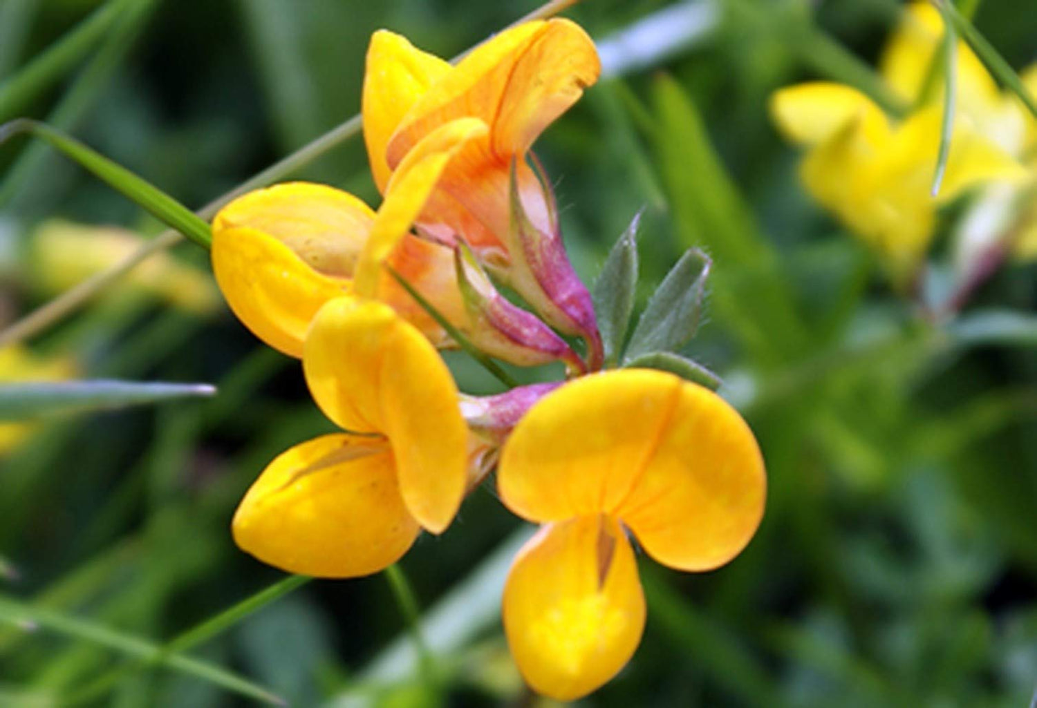 Birds Foot 500 Seeds - Lotus Corniculatus, Birdsfoot Deervetch, Yellow Trefoil Lotus Flower, Bird Feet Ground Cover Heirloom Seeds, Bulk Perennial Flower Seeds for Planting