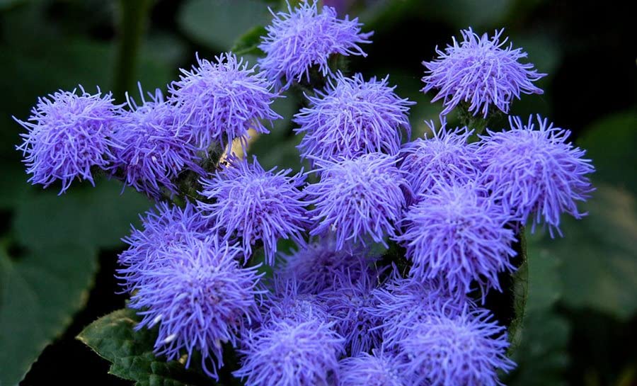 Blue Mink Flossflower Seeds for Planting (500 Seeds) - Ageratum houstonianum
