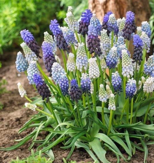 Mixed Color Muscari Bulbs for Planting - Easy to Grow