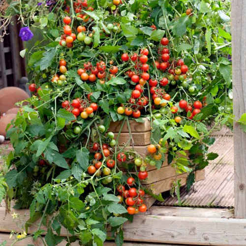 150 seeds Large Red Cherry Tomato Non GMO ez grow