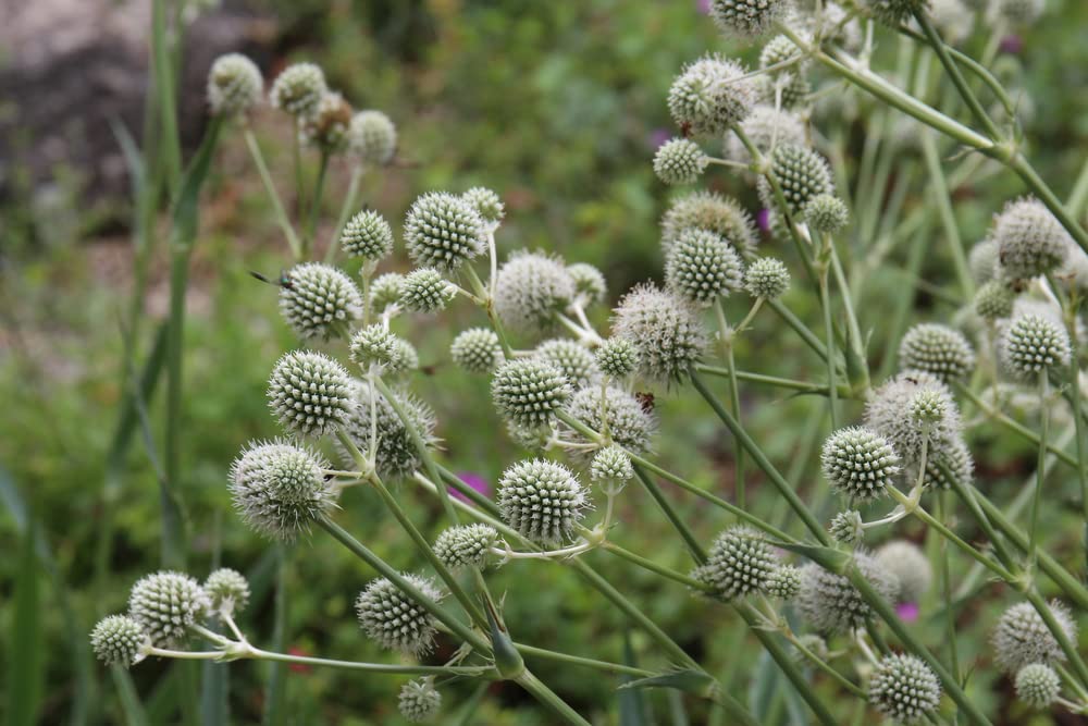 25 White Glitter Sea Holly Seeds - Eryngium Flower Seeds