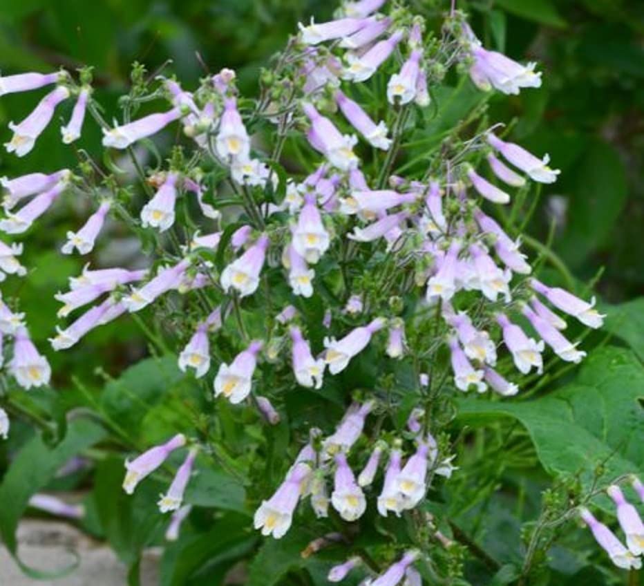 Hairy Beardtounge Seeds for Planting (200 Seeds) - Penstemon hirsutus