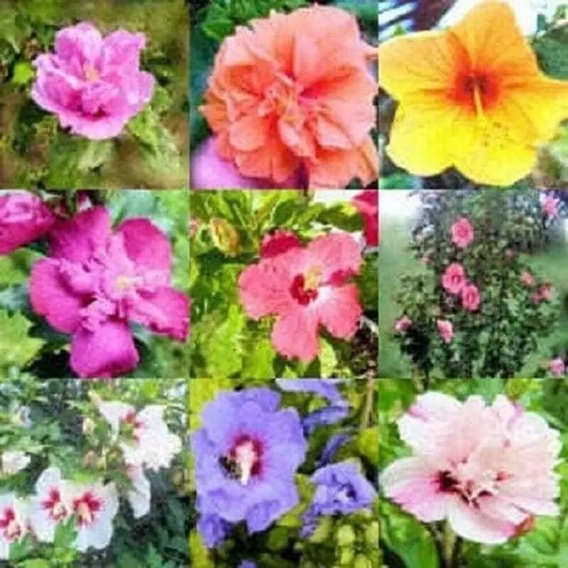 100 Seeds Mixed Color Hibiscus Flowers to Grow