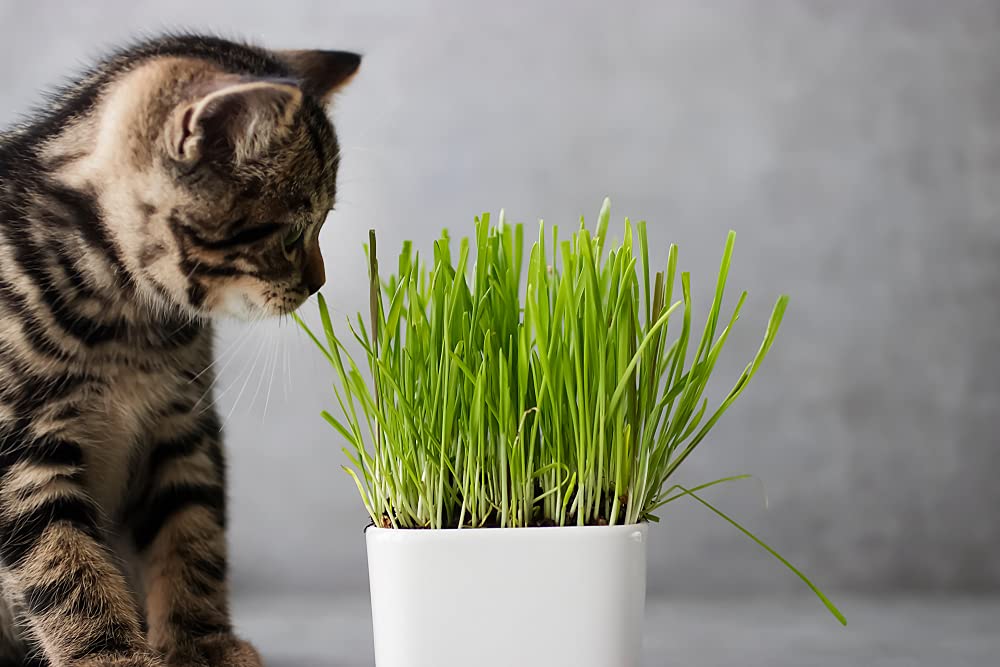 Cat Grass Seeds for Growing | 4 Way Blend, Rye, Wheat, Oats and Barley | Made in USA, Ships from Iowa.