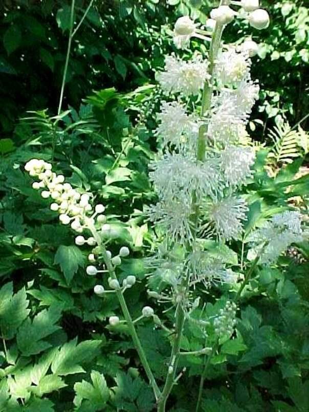 Black Snakeroot Seeds for Planting (15 Seeds) - Rare Plant - Cimicifuga racemosa