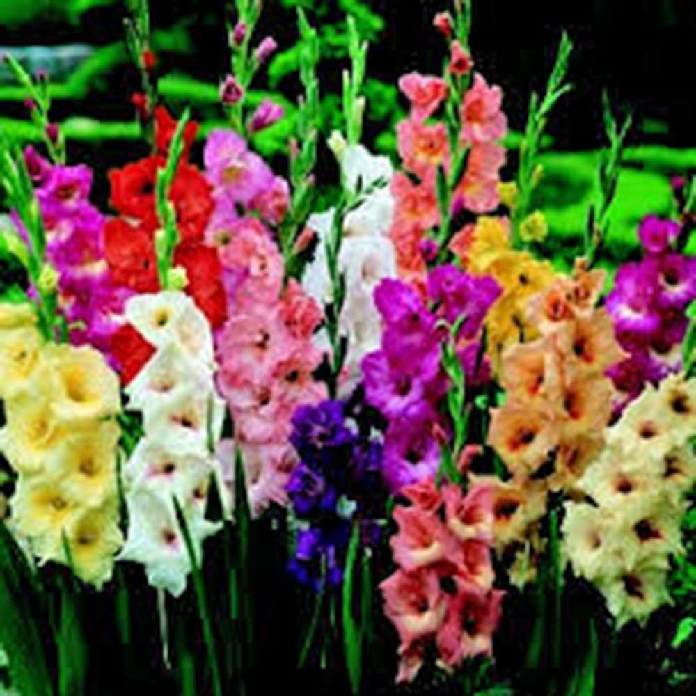 10 Gladious Bulbs for Planting - Stunning Easy to Grow Perennial Flowers - Made in USA