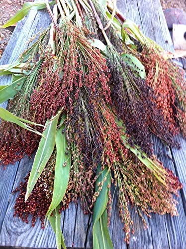 Broom Corn Seeds - 100 Mixed Color Seeds for Planting - Great Millet - Made in USA - A Must Have!