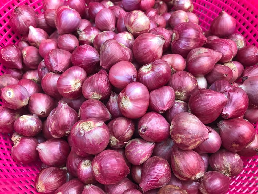 Nero Shallot Hybrid Onion Sets for Planting (25 Sets)