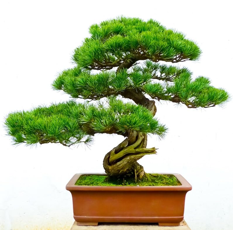 30 Balsam Fir Bonsai Tree Seeds for Planting - Citrus Tree