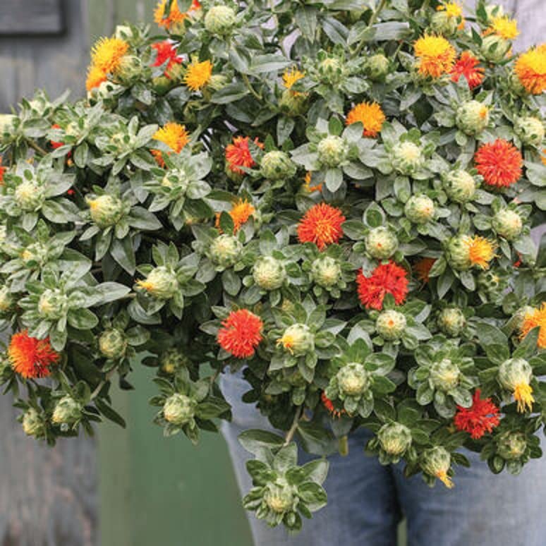 Zanzibar Safflower Flower Seeds for Planting (30 Seeds) - Mixed Color Carthamus tinctorius