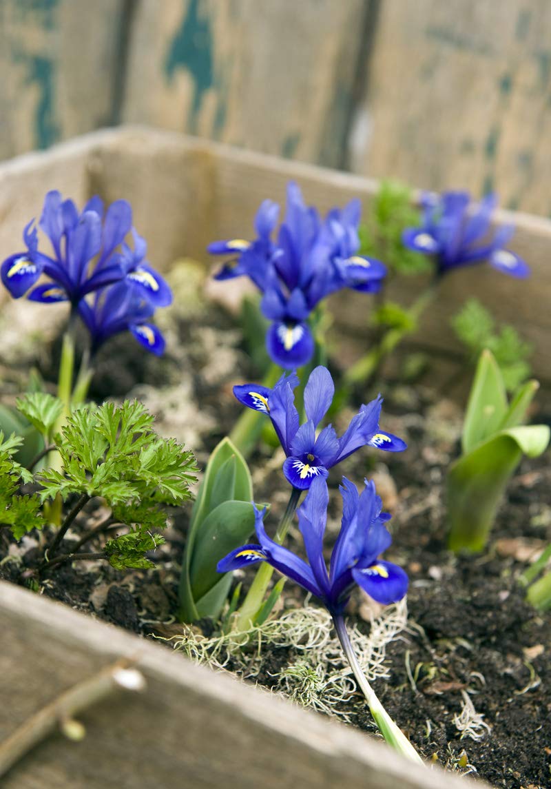 Iris Reticulata Harmony, Dwarf Iris Bulbs - Size 6 (25 Bulbs)